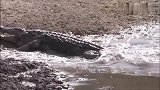 小鹿在湖边喝水，不料鳄鱼埋伏在水下偷袭它，生死就在一秒钟