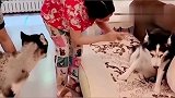 两只二哈打嘴仗，女主人劝说，它俩沉默了