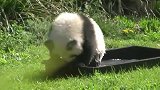 你见过熊猫戏水吗！还是双龙戏珠哦！