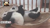 挤在簸箩里的熊猫宝宝们，伸伸懒腰蹬蹬腿儿，小模样萌得一塌糊涂