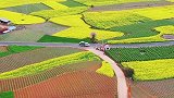 云南峨山塔甸高山油菜花已经盛开，这里没有商业气息