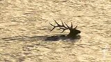 我们的国家公园｜白唇鹿独特表白方式，一起游泳就在一起