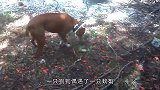 小海龟为了求生，与螃蟹展开摔跤大战，大自然太残酷了