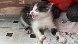 小猫：别惹我，我很凶的，你看到没！