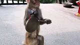 猴子会敲锣。