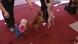 狗狗选美 获奖者做面膜-5月9日