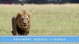 鳄鱼水中偷袭狮子，感觉结局已定，下一秒结果反转