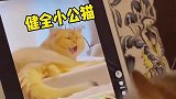 你见过这么色的小母猫吗看到小公猫直接舔屏！有小公猫喜欢吗