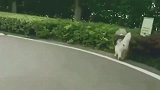 阿拉斯加在马路上跑步，像极了脱缰的野马