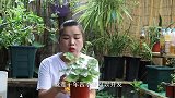 天竺葵小苗也能开花，这种养法你见过吗？看完就懂了
