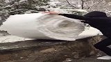 原来下了雪不光能打雪仗，还能这样玩，网友：真会玩