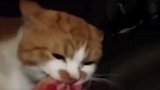 猫咪的蠢萌瞬间，猫咪的东西，谁都不能碰