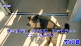 小公猫想挑战胖公猫，被它的眼神吓退，胖公猫：朕的眼睛大不