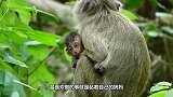 可怜的小猴惨遭母猴残忍暴打，最后奄奄一息，让人心酸泪目