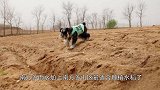 土狗随老汉进山看田水，短短2分钟时间，狗死了老汉却缝了80针