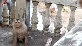 一只猴子患上了未知疾病，他在做最后的挣扎！
