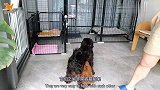 两只贵宾犬爱扑人打架，弹跳力惊人化身刘翔跨栏越狱，完全挡不住