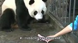 大熊猫第一次见到自已的儿子，一脸的紧张，镜头记录全过程