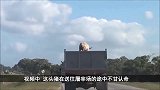 黄牛一脚踩空摔下悬崖，躺在地上奄奄一息，结局却让人意外