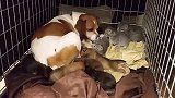 小猫咪被狗狗抚养，跨界母爱显真情