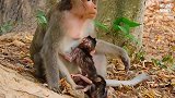 试图从猴妈卡西那营救被虐待的小猴子卡尔文，但无法靠近