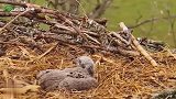 独生子待遇太好！老鹰妈妈抓来野鸡，幼鹰可以独享美味！