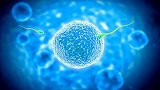 中美联合研究首次发现：受精卵或非生命起始