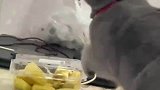 家里进了只苍蝇，猫咪就开始发电报了