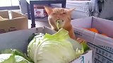 橘猫：爱吃青菜的猫咪你们见过吗吃得咔嘣脆！