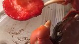 螃蟹：这草莓味道不错，适合我胃口！