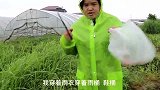 苗大姐穿雨衣带绿帽，包艾叶糍粑，皮太硬太厚，味道还不错