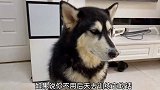 听的懂人话的哈士奇，和金毛还差多少差距网友二哈尽力了