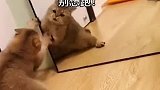 一只跟镜子里的自己吵架的猫咪