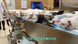 我给收养的15只流浪猫做集体绝育，竟然被diss了