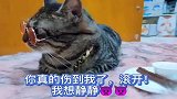 狸花猫嫌弃猫咪是公猫！猫咪：你已经不是完整的猫了