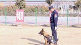 首只警用工作克隆犬入警 供体犬曾被评为一级功勋犬