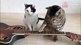 猫咪弹吉它，一个脚就能弹奏一曲你信吗