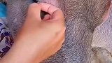 家里的水牛，太臭美了，只好给它接个睫毛了