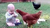 小萌宝在草地上玩耍，突然被一只鸡给欺负了，真逗