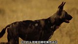 豹犬捕杀疣猪，一个锁喉一个掏肛，阵阵撕肉声听着都残忍