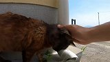 野外遇见一只颜色怪异的流浪猫，想带回家收养却不敢，知道为啥吗