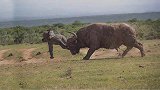 仗着象群在旁边，一只小象挑衅好斗的水牛群，不知道天高地厚。
