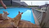 主人带柯基犬去游泳，狗狗在泳池玩疯了，都不爱回家了