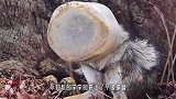 草原上一只“无头狼”四处漂泊，走近一看后，才发现不太对劲