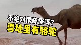 你不绝对很奇怪吗？在冰天雪地里怎么会有骆驼