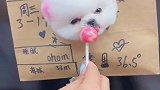 奶茶变成了一杯小狗