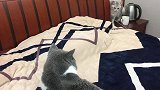 小可爱追着胖喵求爱，胖喵却不同意，两只猫咪只能相互对持