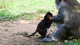 母猴跟小猴抢食物，伤心的小猴子，好可怜