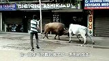 2头公牛在街头大打出手，谁都不肯认输，谁会是最后的赢家？