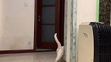 白猫被主人关进屋里，黑猫太聪明，用这种方法把它放出来